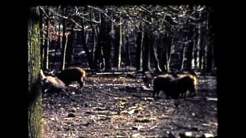 WilderinvomMonafon
