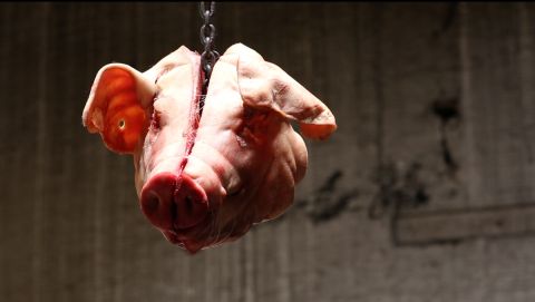 Desmodontiae