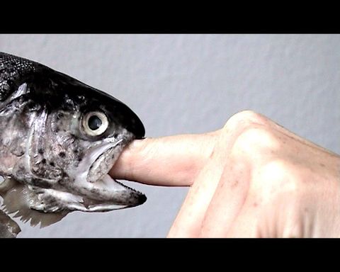 fischeln