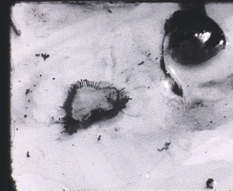 Perlentaucherin